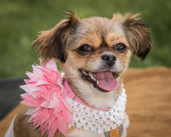 Foster Missy-0546
