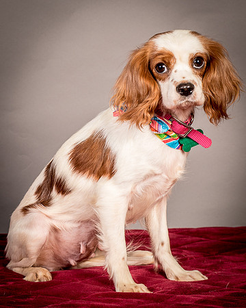 Foster josephina-3918