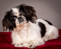 Foster Gypsy Rose-7719