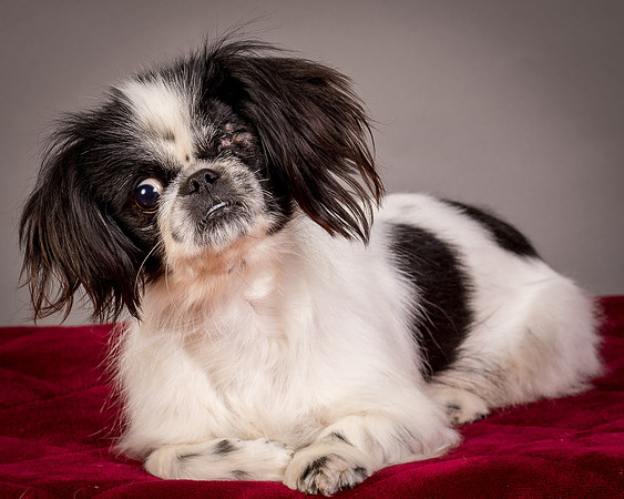 Foster Gypsy Rose-7719