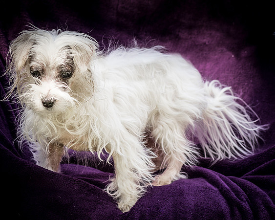 Foster Zuzu-6381