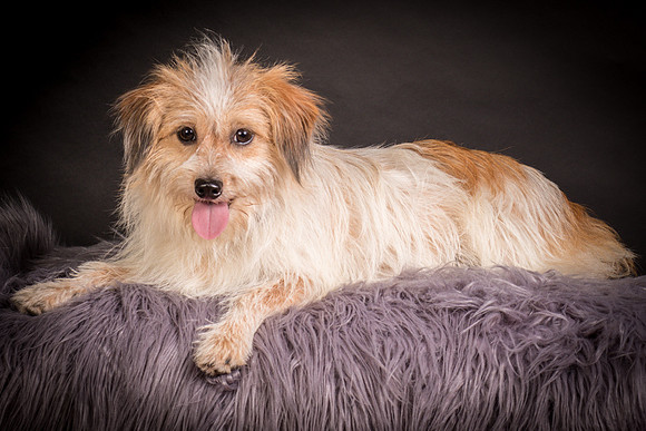 Foster Tiny-1285