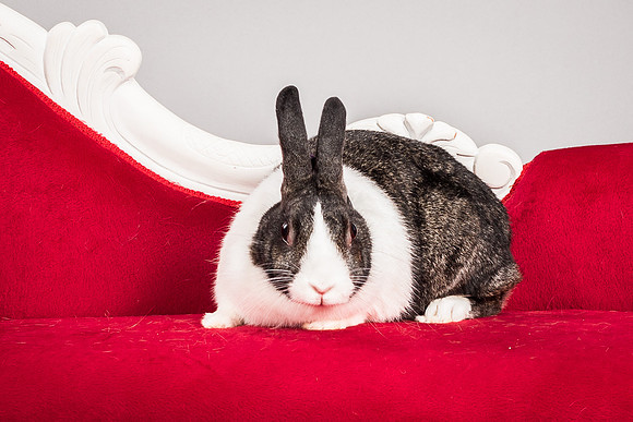 Foster Rabbit Penelope-4785
