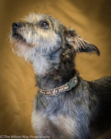 Foster Genghis-0259