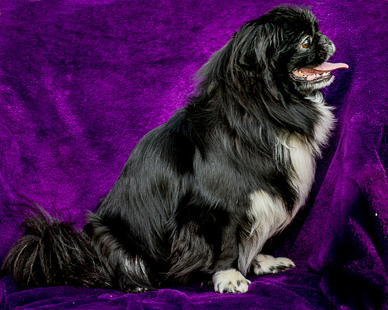 Foster Prince-0756