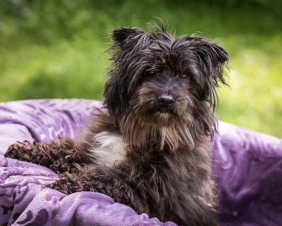 Foster Sammy-8311