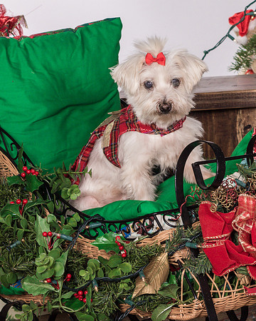 Parcheesi-2043