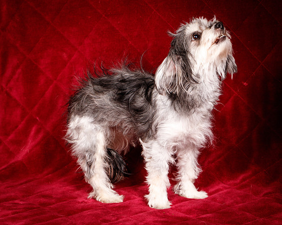 Foster Alex-6294