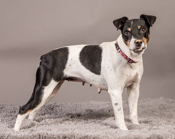 Foster Pollyanna-3999