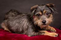 Foster Nadine-9577