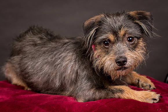 Foster Nadine-9577
