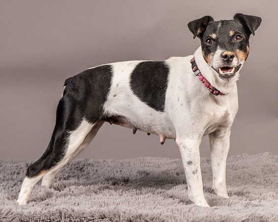 Foster Pollyanna-4003