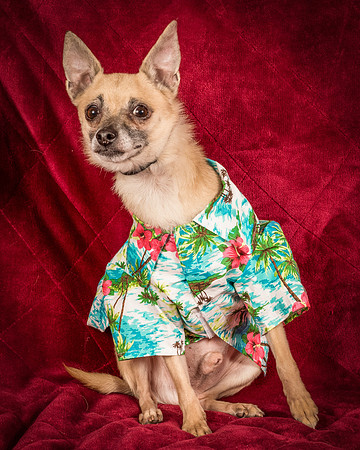 Foster Kiwi-8521