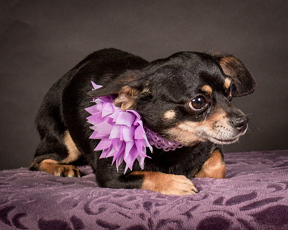 Foster Pansy-9231