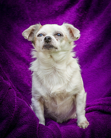 Foster Petey-8219