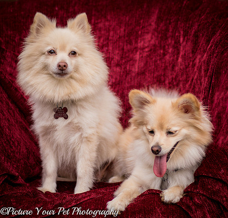 Fosters Laverne & Shirley-6182