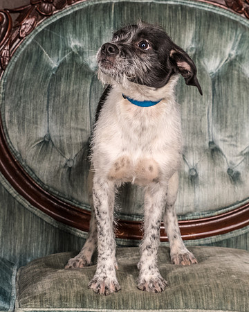 Foster Billie-8166