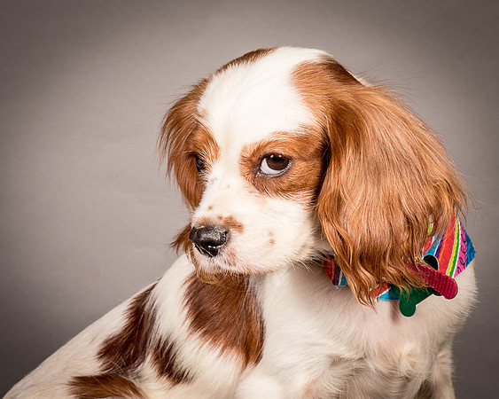 Foster josephina-3763