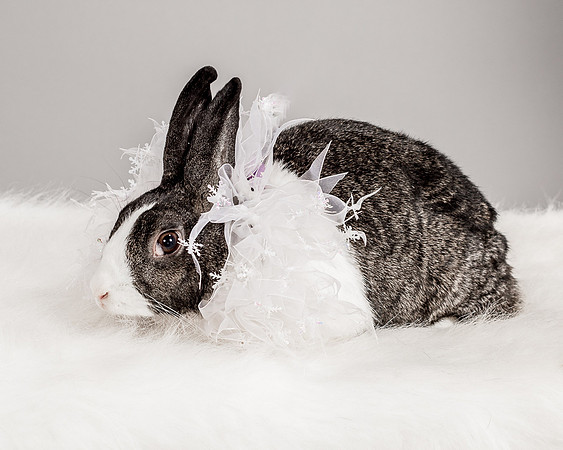Foster Rabbit Penelope-4726