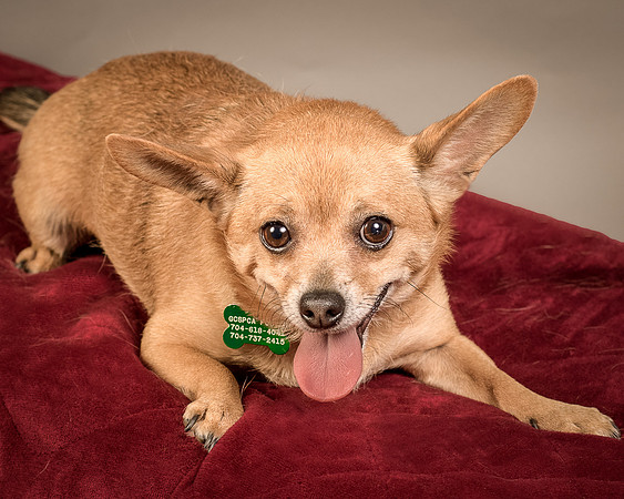 Foster Dobby-8285