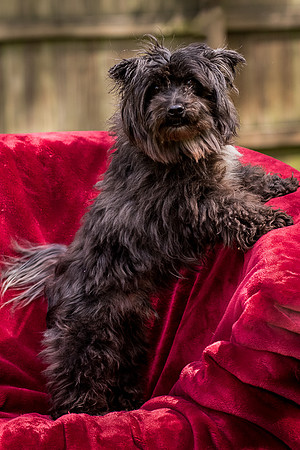 Foster Sammy-8385