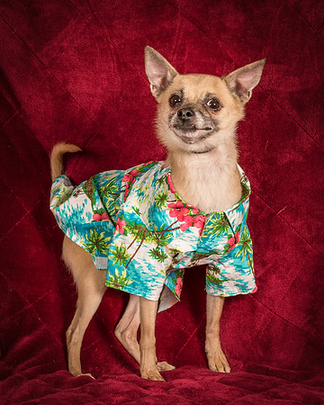 Foster Kiwi-8482