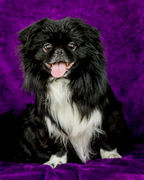Foster Prince-0740