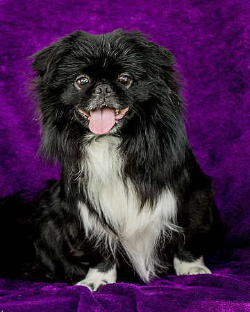 Foster Prince-0740