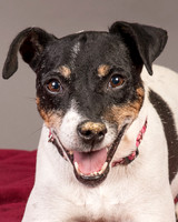 Foster Pollyanna-3805