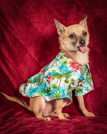 Foster Kiwi-8506