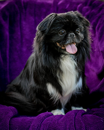 Foster Prince-0988
