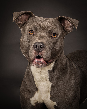 Foster Cobalt-2367