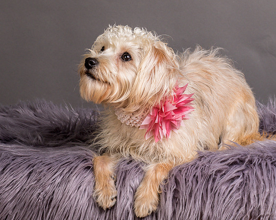 Foster Henrietta-8669