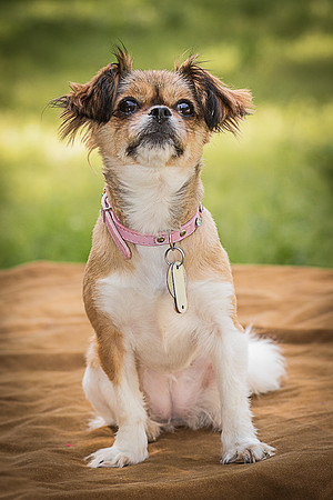 Foster Missy-0461