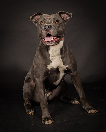 Foster Cobalt-2375