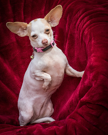 Foster Mrs C-8063
