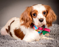 Foster josephina-3701
