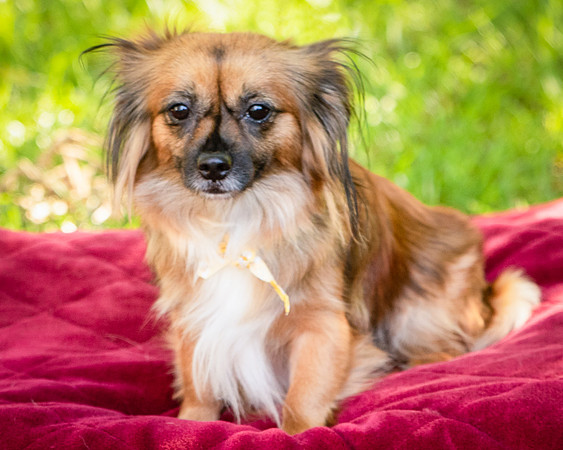 Foster Petunia-9267