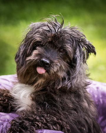 Foster Sammy-8297