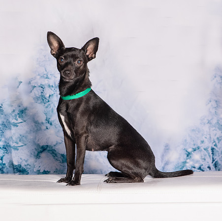 Foster Elvira-0206
