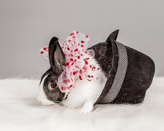 Foster Rabbit Penelope-4715