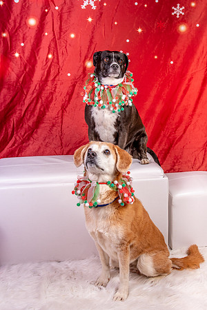 Annie n Coco-2481