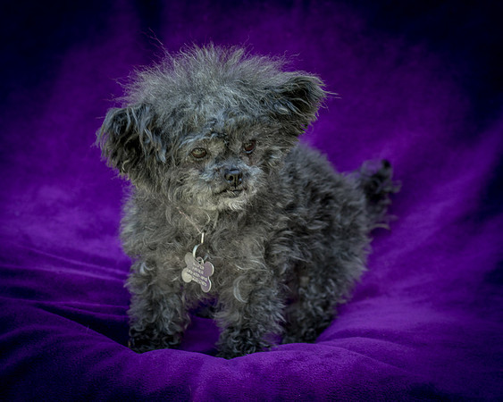 Foster Vivienne-9293