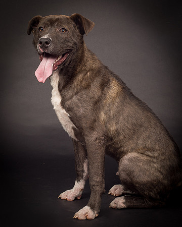 Foster Captain-1291