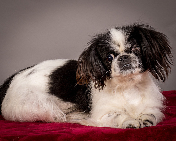 Foster Gypsy Rose-7779