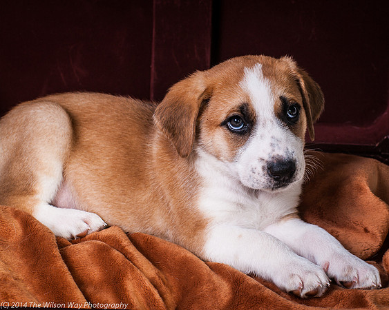 Oshie-9402