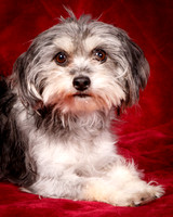 Foster Alex-6178