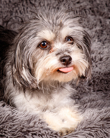 Foster Alex-6222