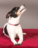 Foster Pollyanna-3820