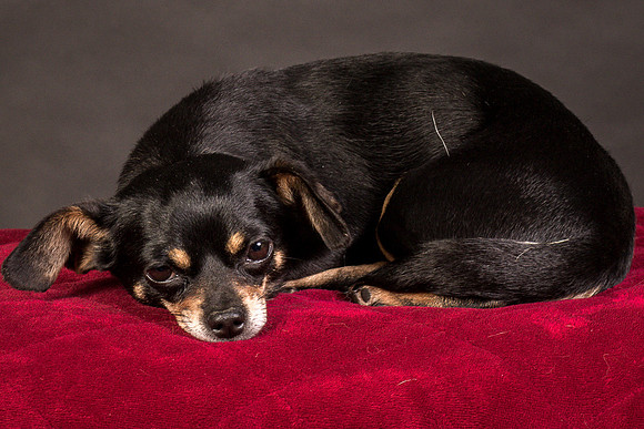 Foster Pansy-9562